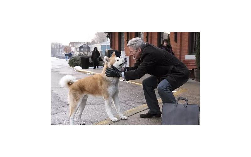 Cachorro espera dono na porta do hospital por 3 meses e comove o mundo